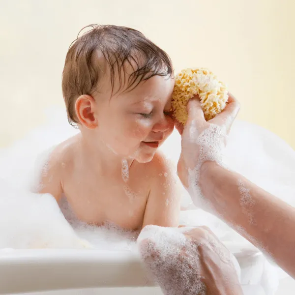 Babu by Bellini Sea Sponge Honeycomb