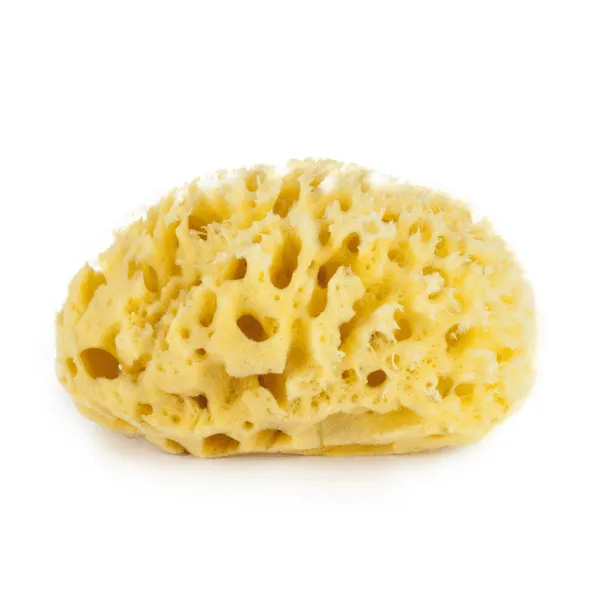 Babu by Bellini Sea Sponge Honeycomb